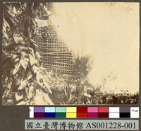 藏品(雅浦島 Yap 的原住民家屋及其旁邊的植物)的圖片